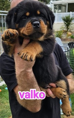 Valko (violet)