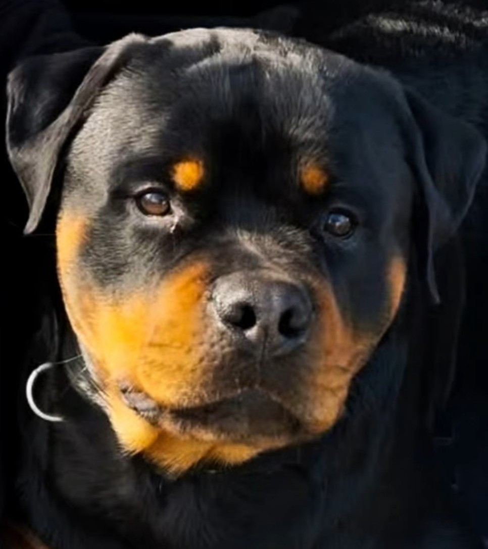 Vayper Des Pyramides Noires Et Feux