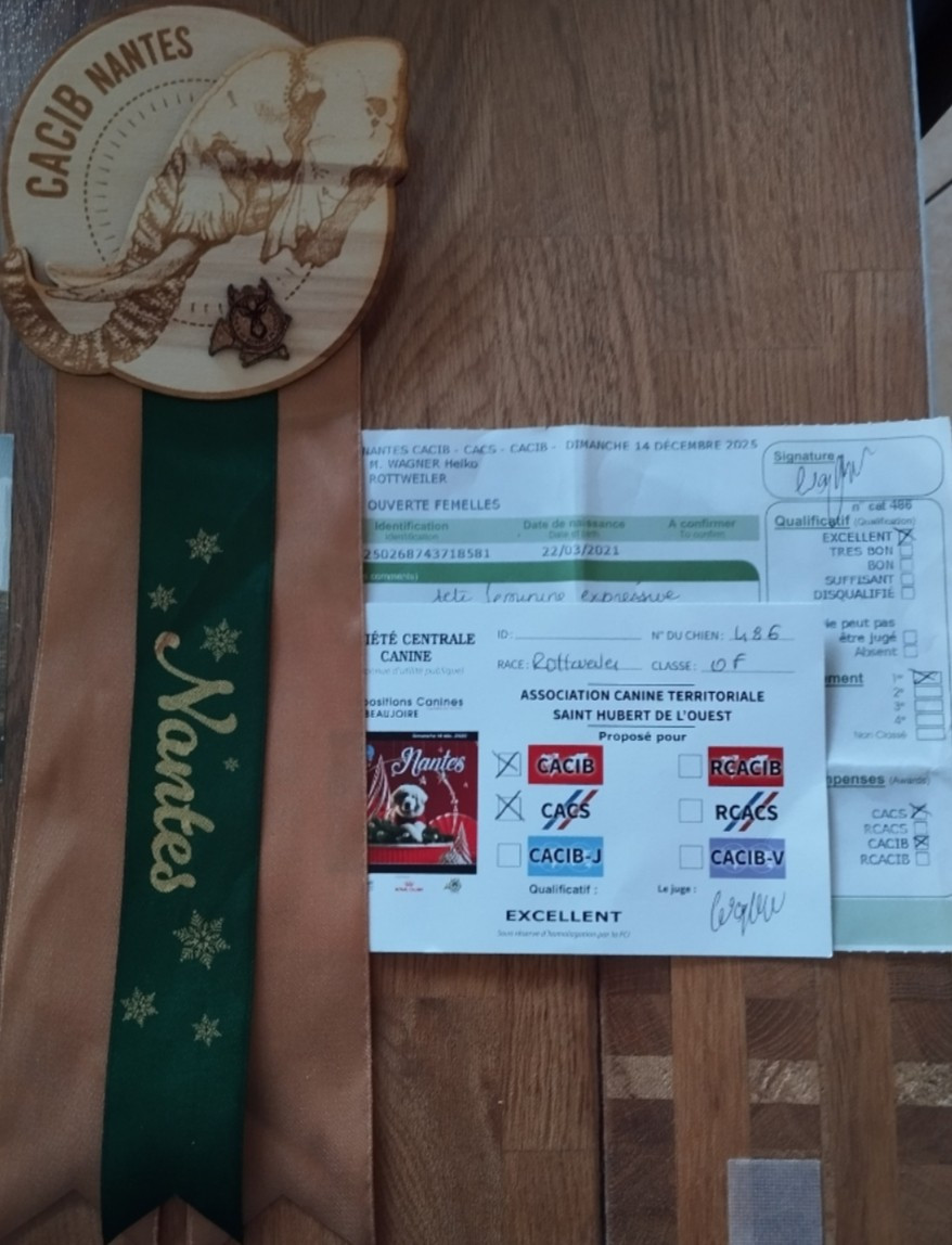 Des Pyramides Noires Et Feux - CACS CACIB NANTES 14/12/2025 JUGE: WAGNER (Allemagne)