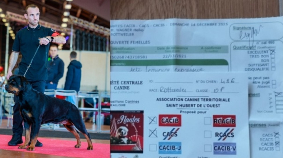 CACS CACIB NANTES 14/12/2025 JUGE: WAGNER (Allemagne)