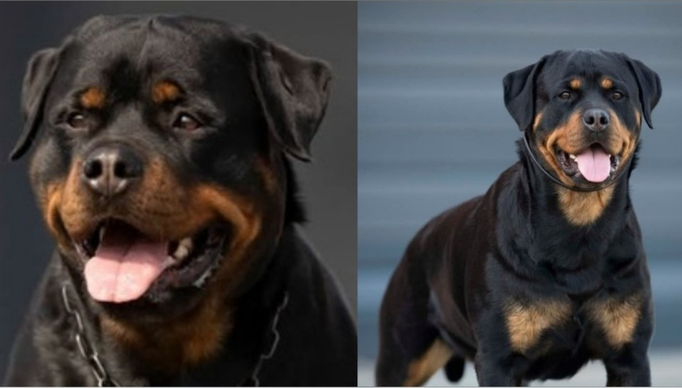 Des Pyramides Noires Et Feux - CACS CACIB ANGERS 2026