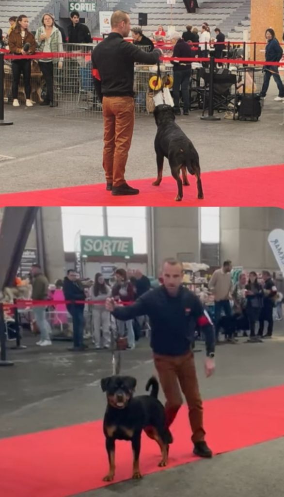 CACS CACIB Poitier 19/10/2025 